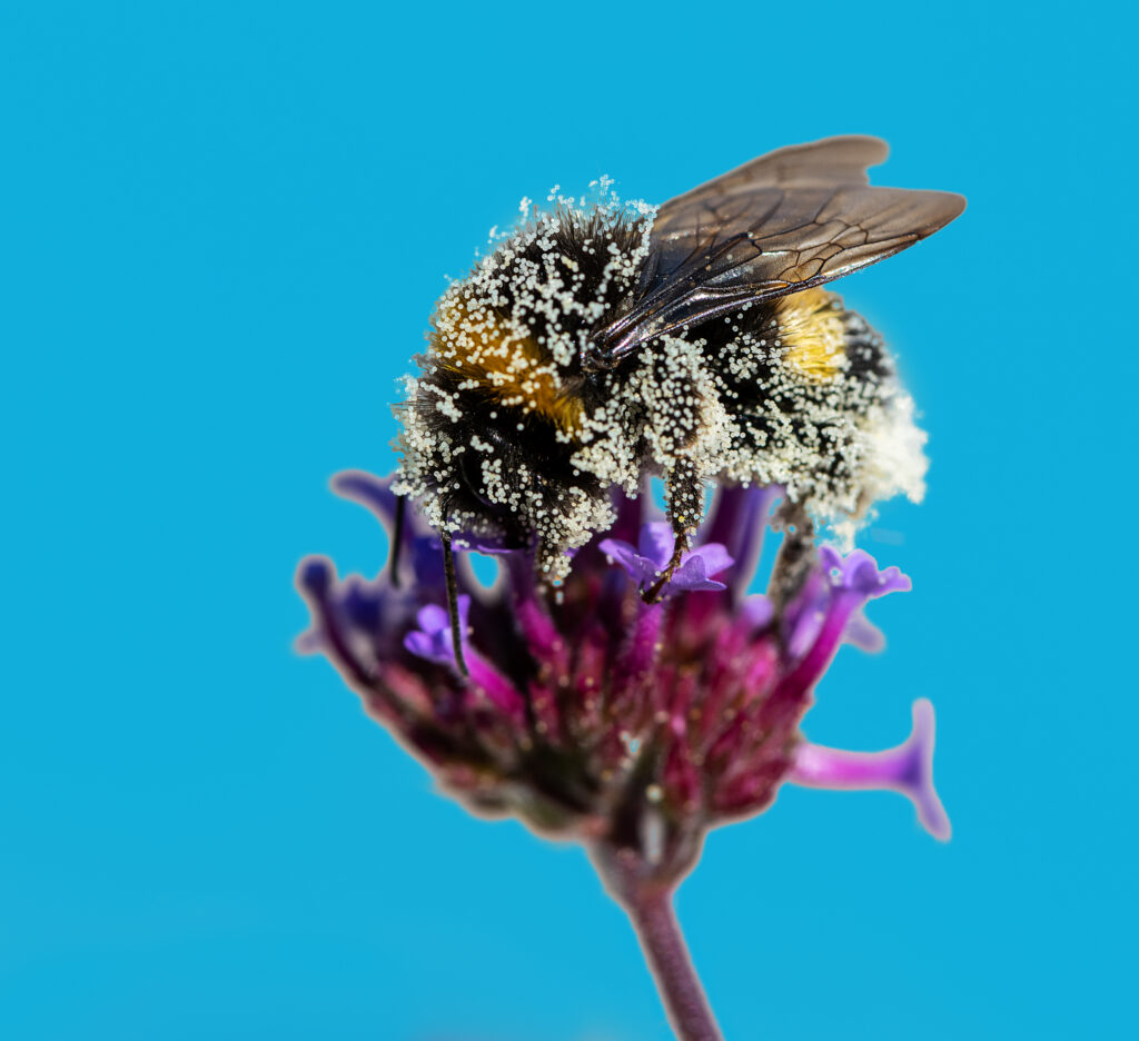 Bumblebee full of pollen