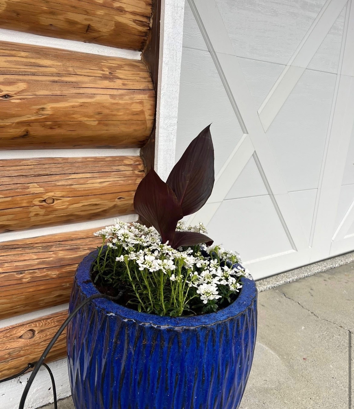 Cobalt-blue ceramic urn with white alyssum cascading over the rim against log home siding